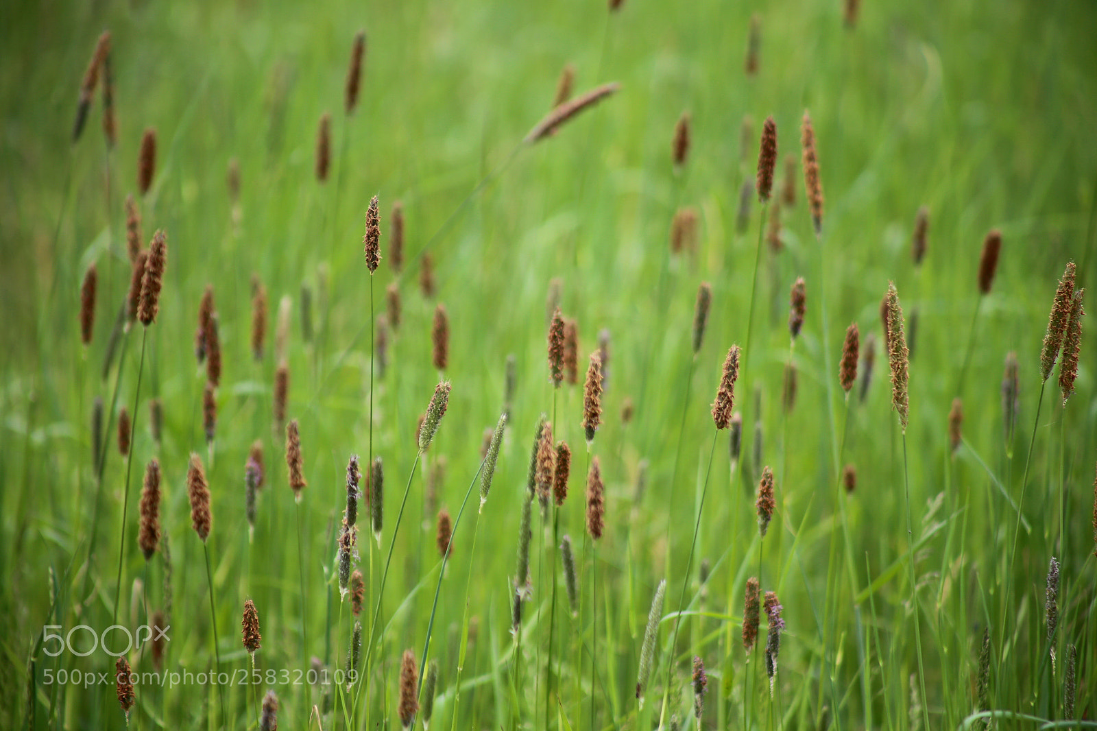 Canon EOS 6D sample photo. Karower teiche photography