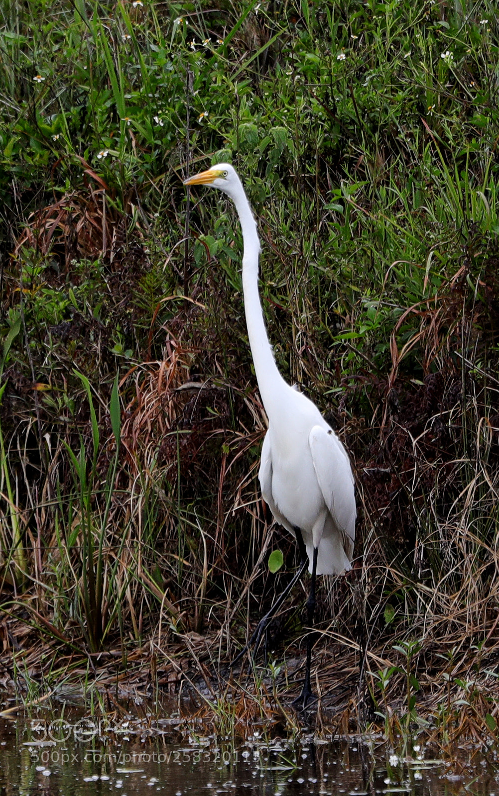 Canon EOS-1D X Mark II sample photo. 05-17-18-0018390.jpg photography