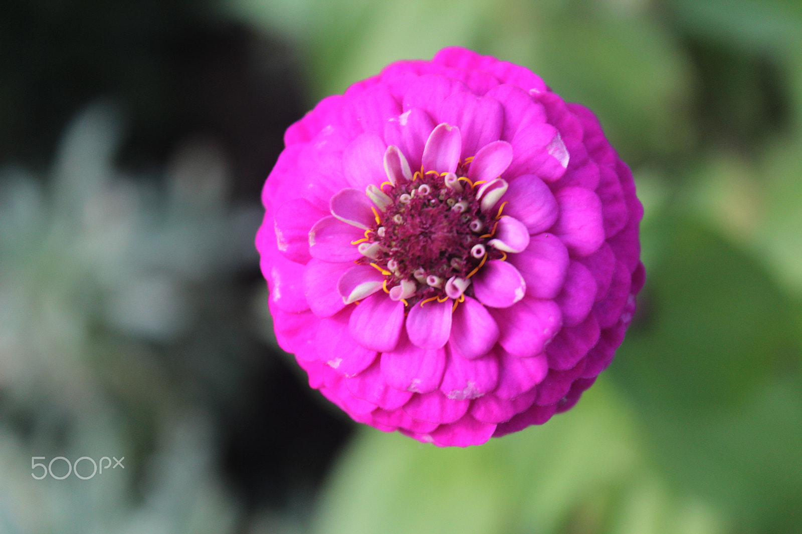 Canon EF-S 18-55mm F3.5-5.6 IS sample photo. Bloom photography
