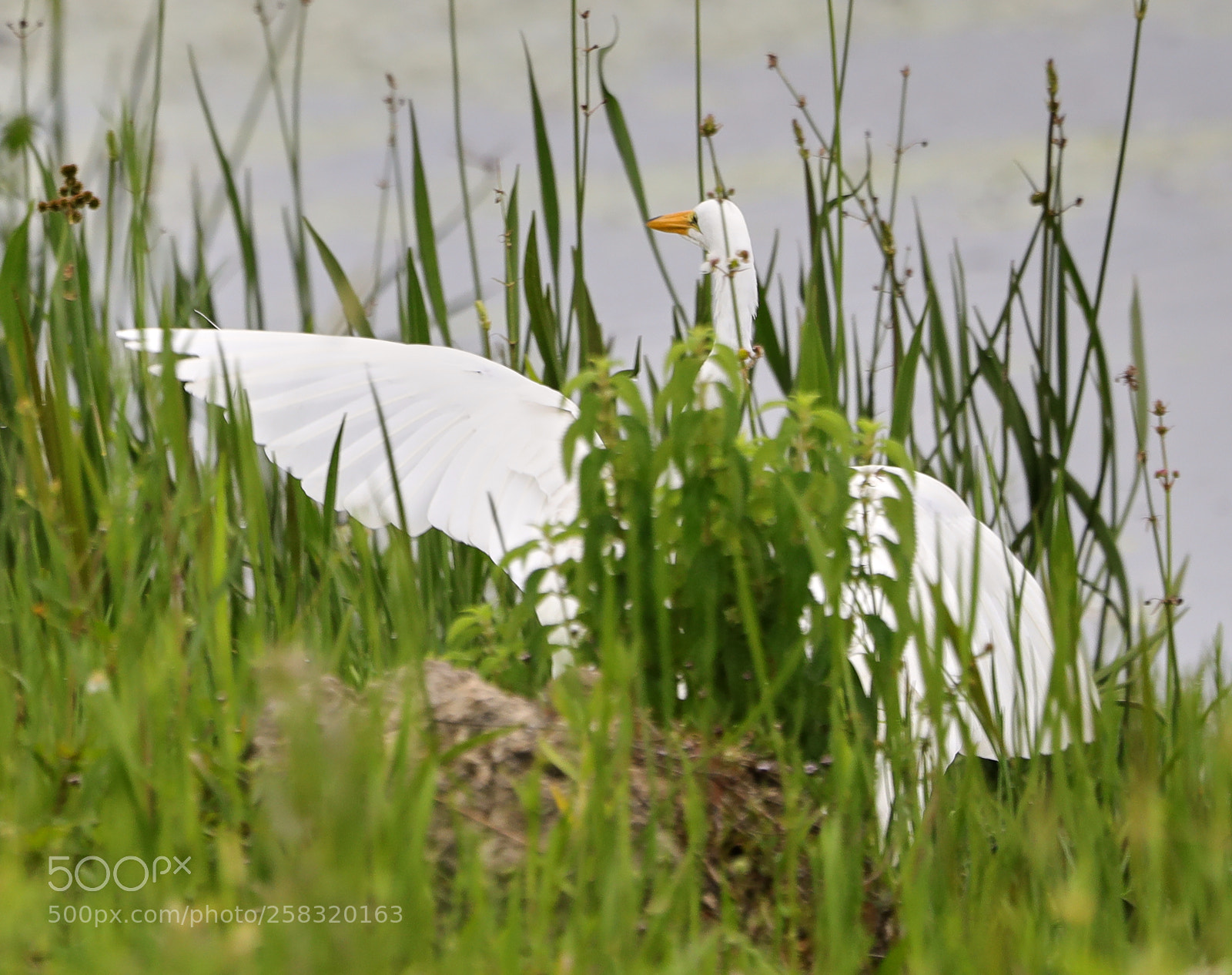 Canon EOS-1D X Mark II sample photo. 05-17-18-0018382.jpg photography