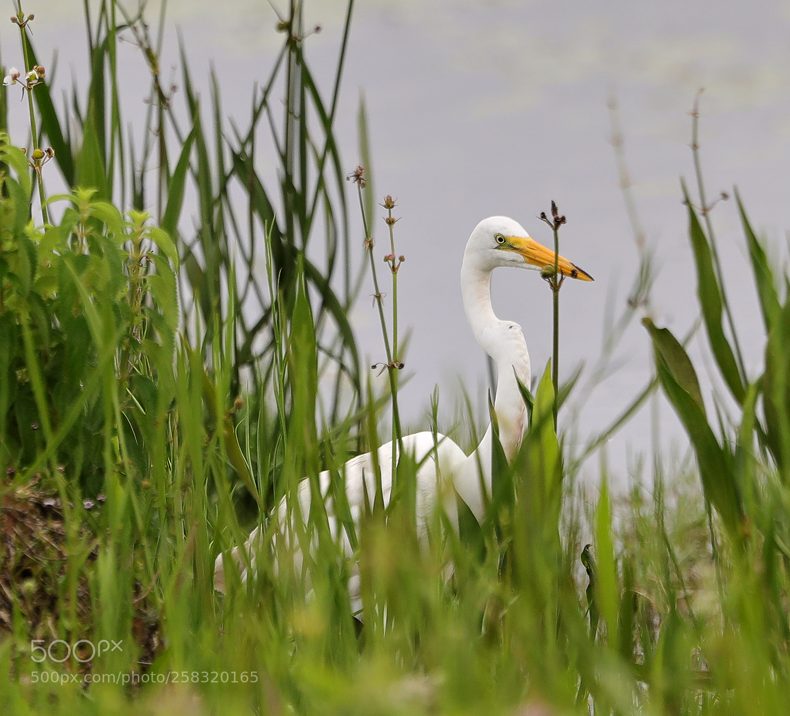 Canon EOS-1D X Mark II sample photo. 05-17-18-0018380.jpg photography