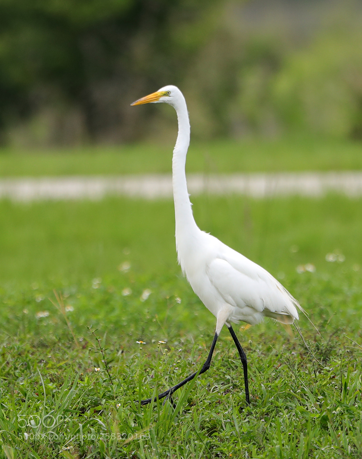 Canon EOS-1D X Mark II sample photo. 05-17-18-0018361.jpg photography