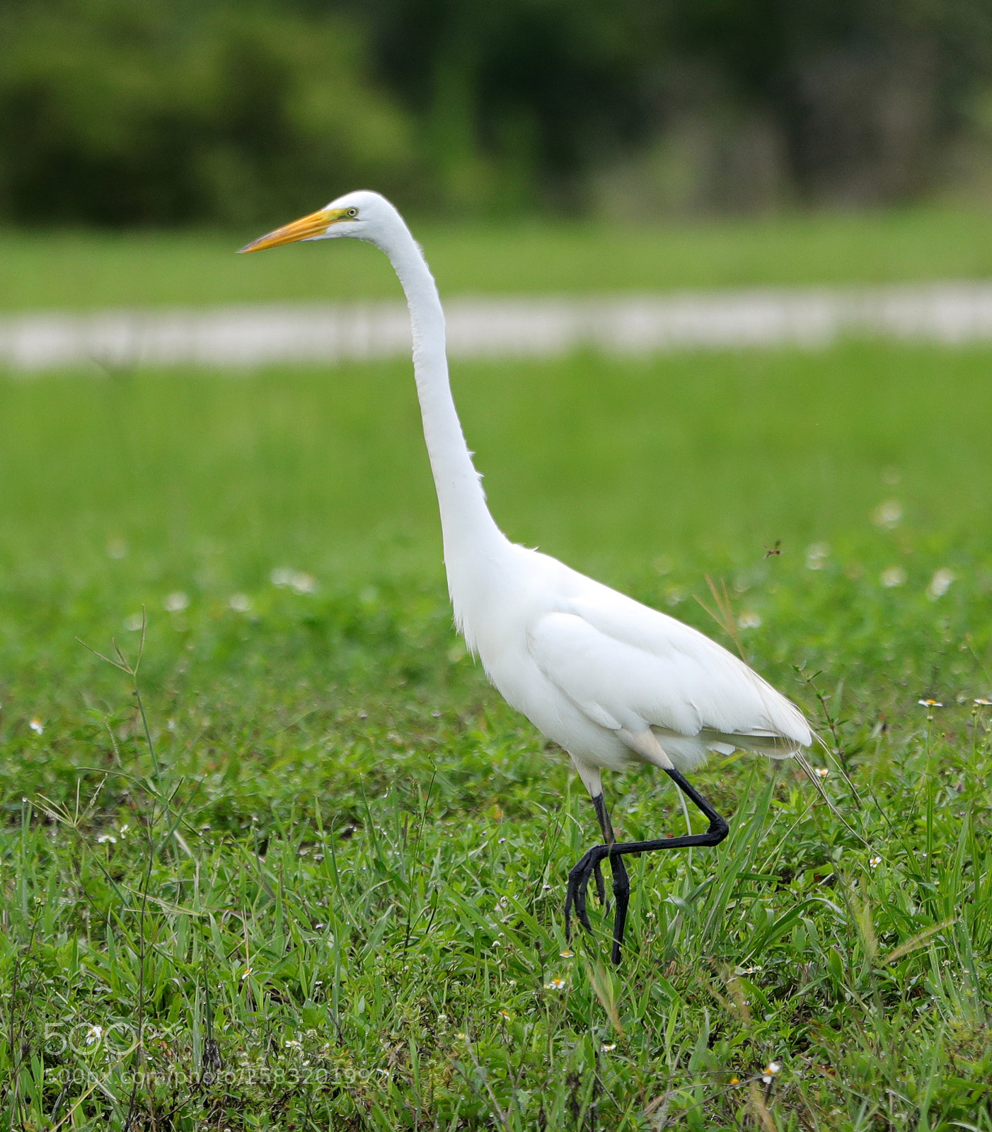 Canon EOS-1D X Mark II sample photo. 05-17-18-0018360.jpg photography
