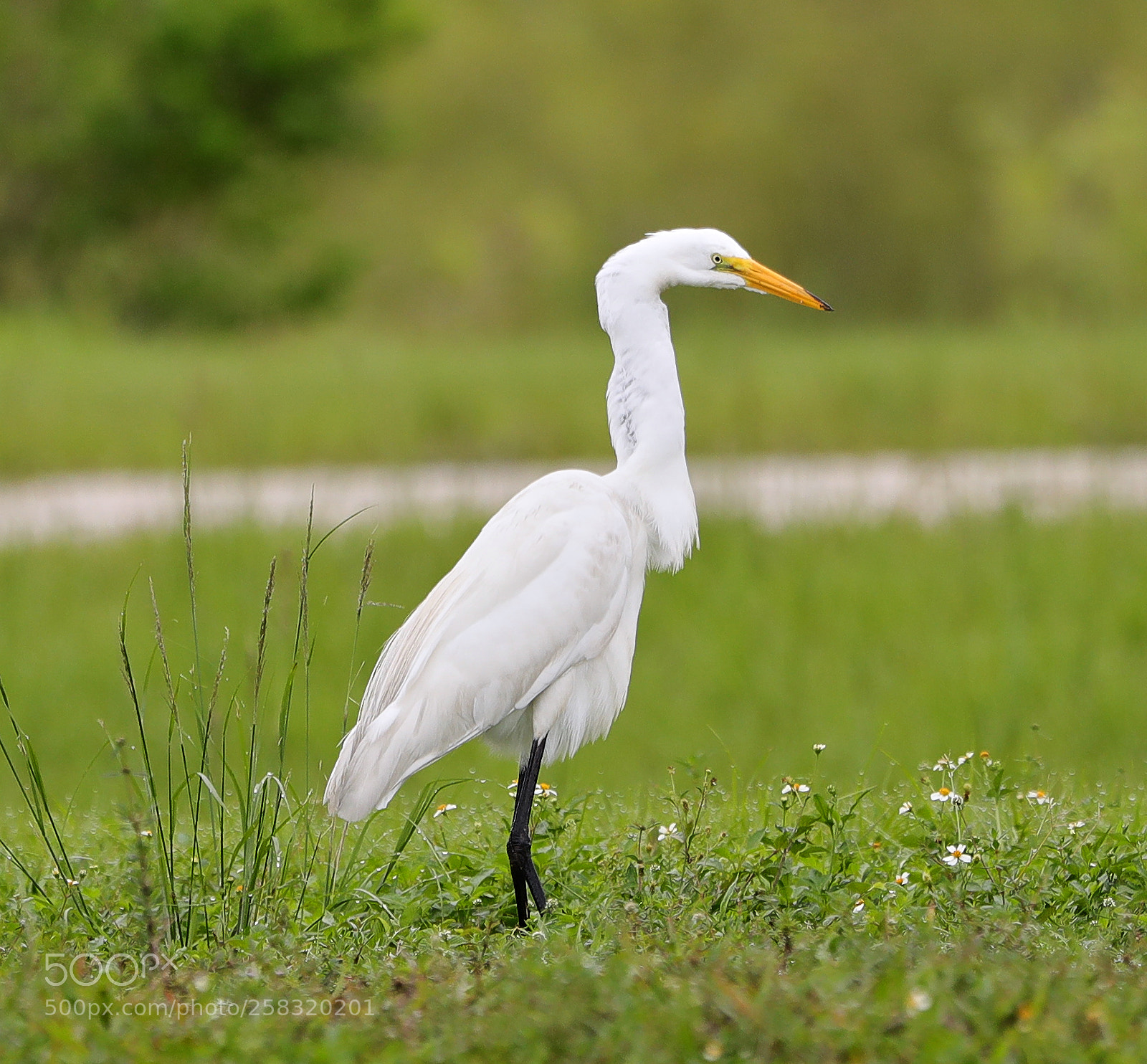 Canon EOS-1D X Mark II sample photo. 05-17-18-0018359.jpg photography
