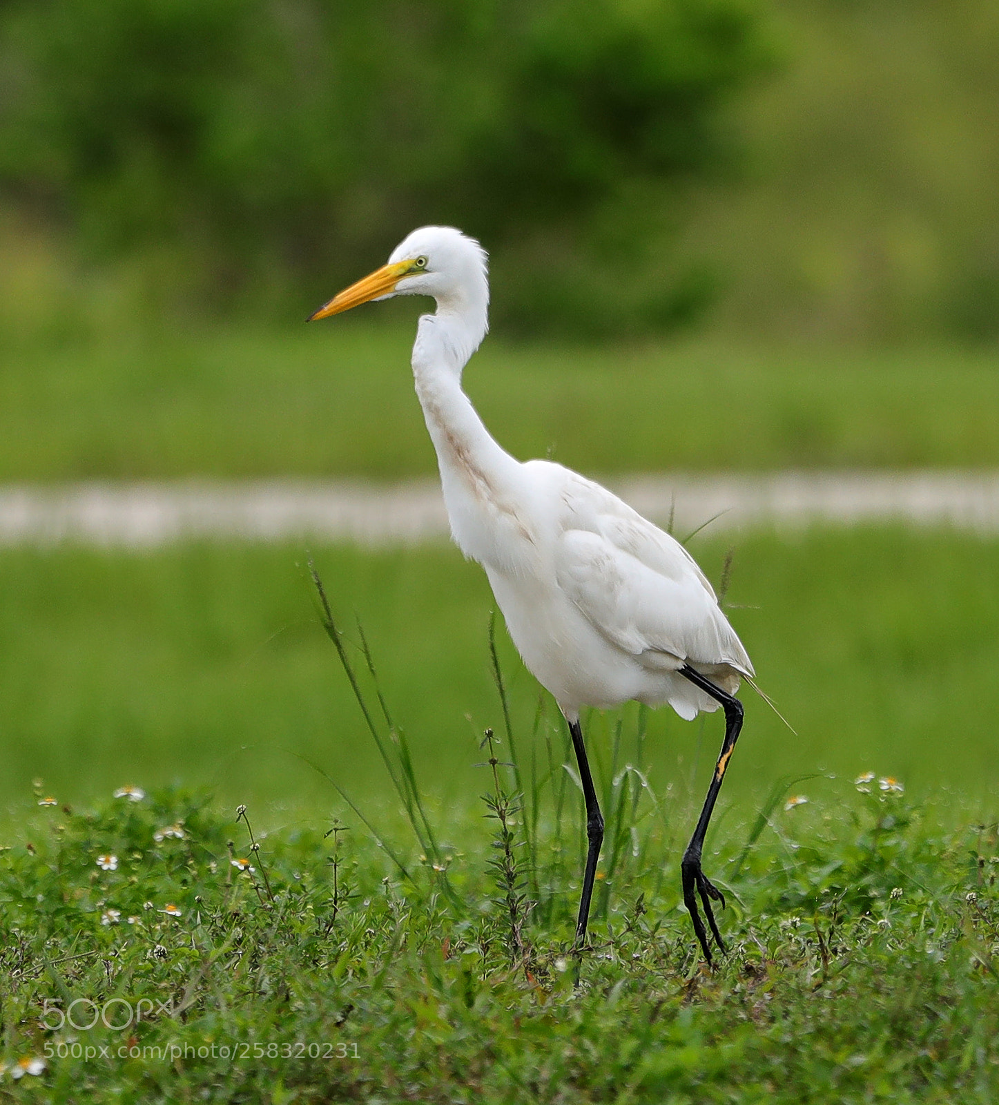Canon EOS-1D X Mark II sample photo. 05-17-18-0018357.jpg photography