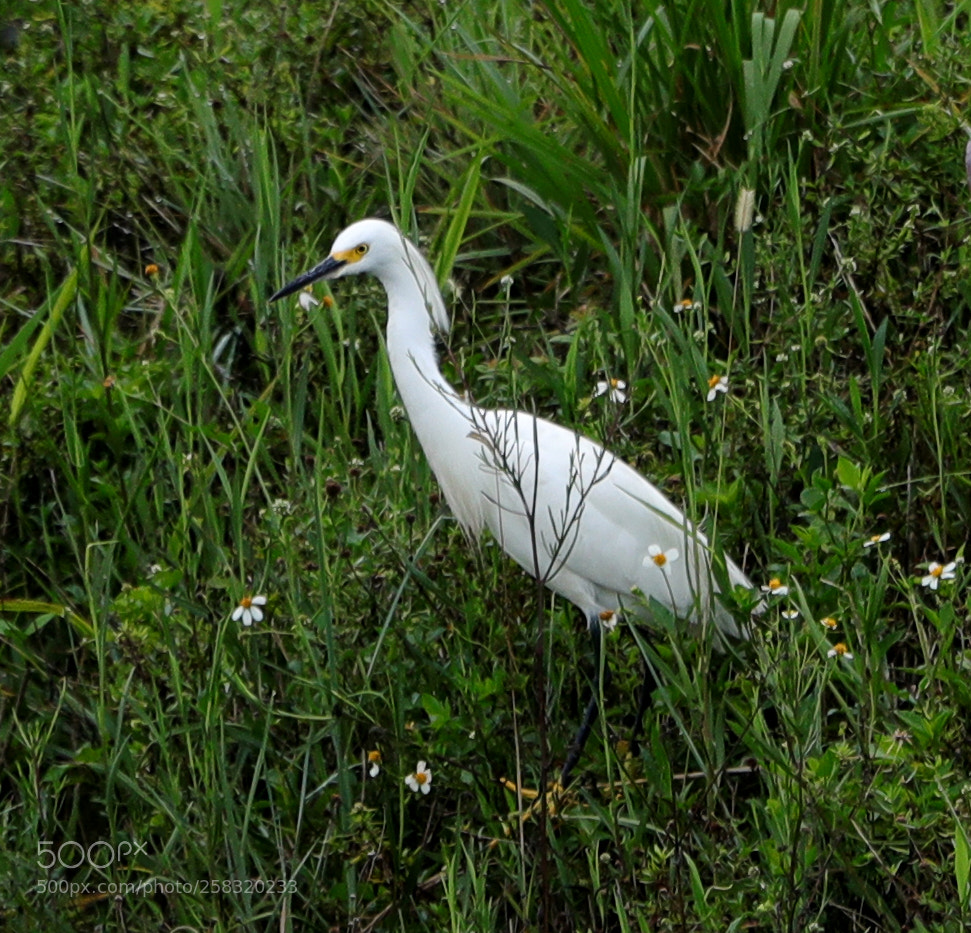 Canon EOS-1D X Mark II sample photo. 05-17-18-0018351.jpg photography