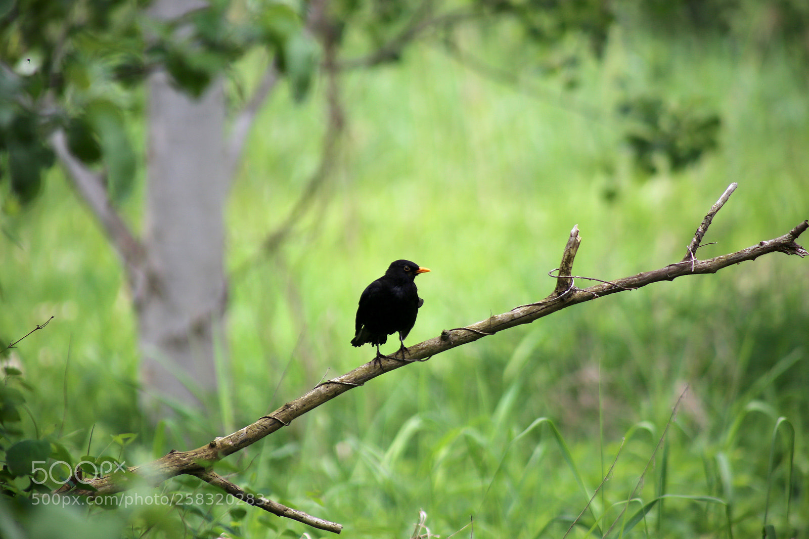Canon EOS 6D sample photo. Karower teiche photography