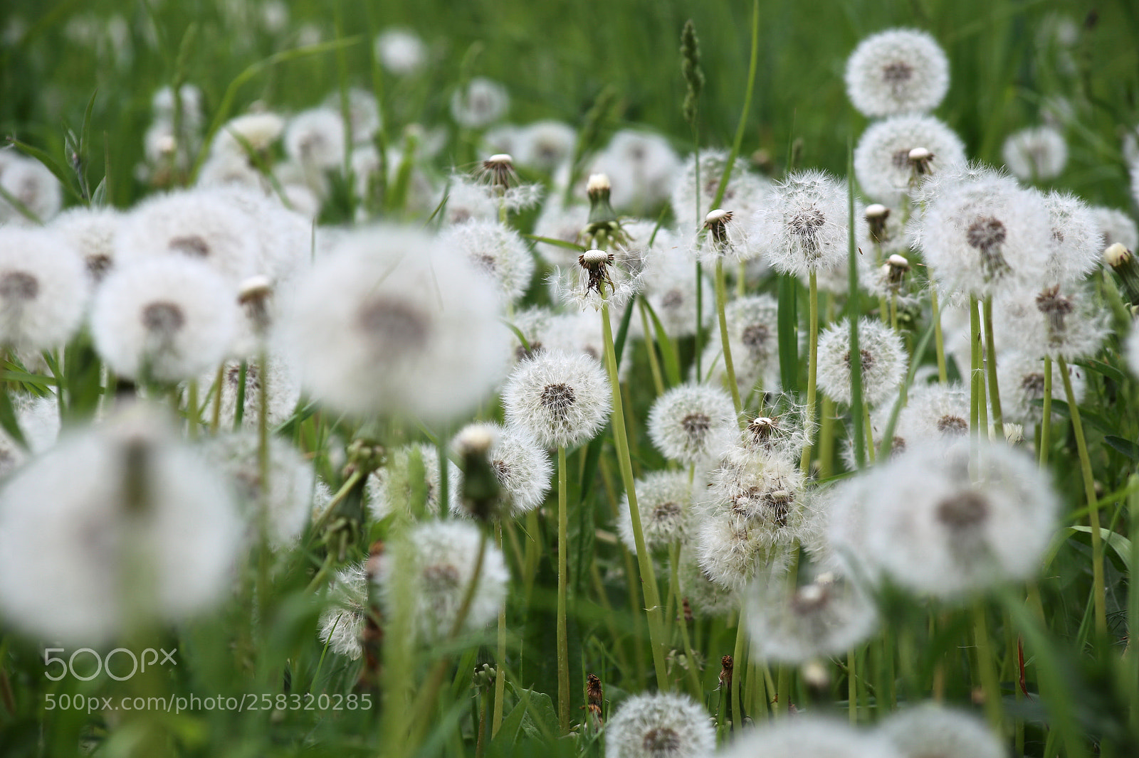 Canon EOS 6D sample photo. Karower teiche photography