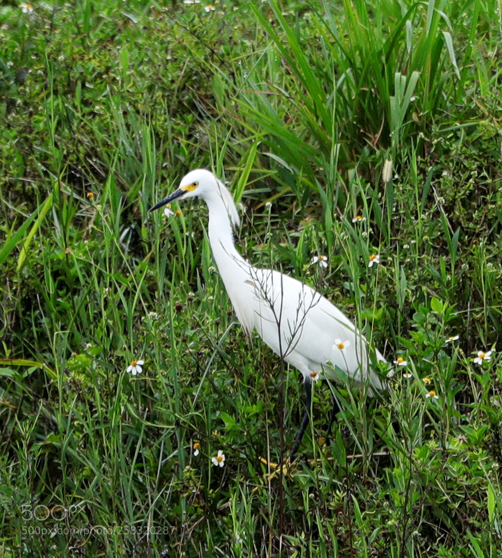 Canon EOS-1D X Mark II sample photo. 05-17-18-0018350.jpg photography