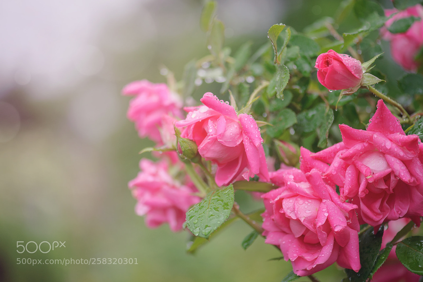 Nikon D700 sample photo. Raindrops on roses photography