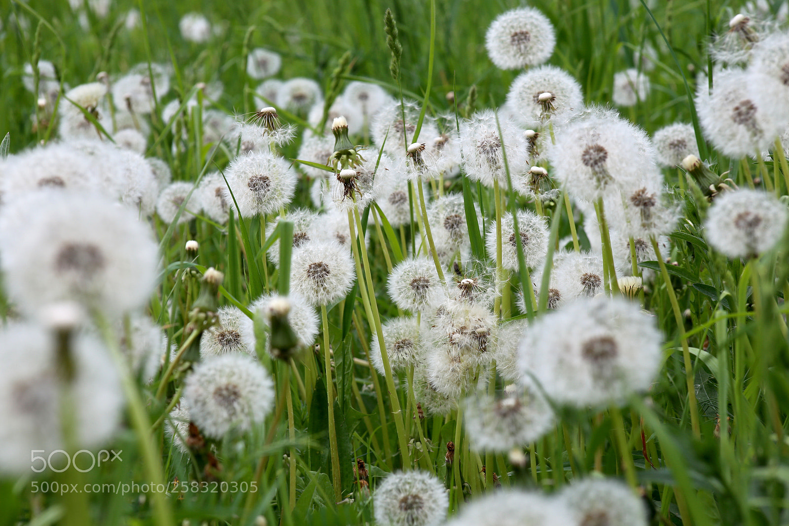 Canon EOS 6D sample photo. Karower teiche photography