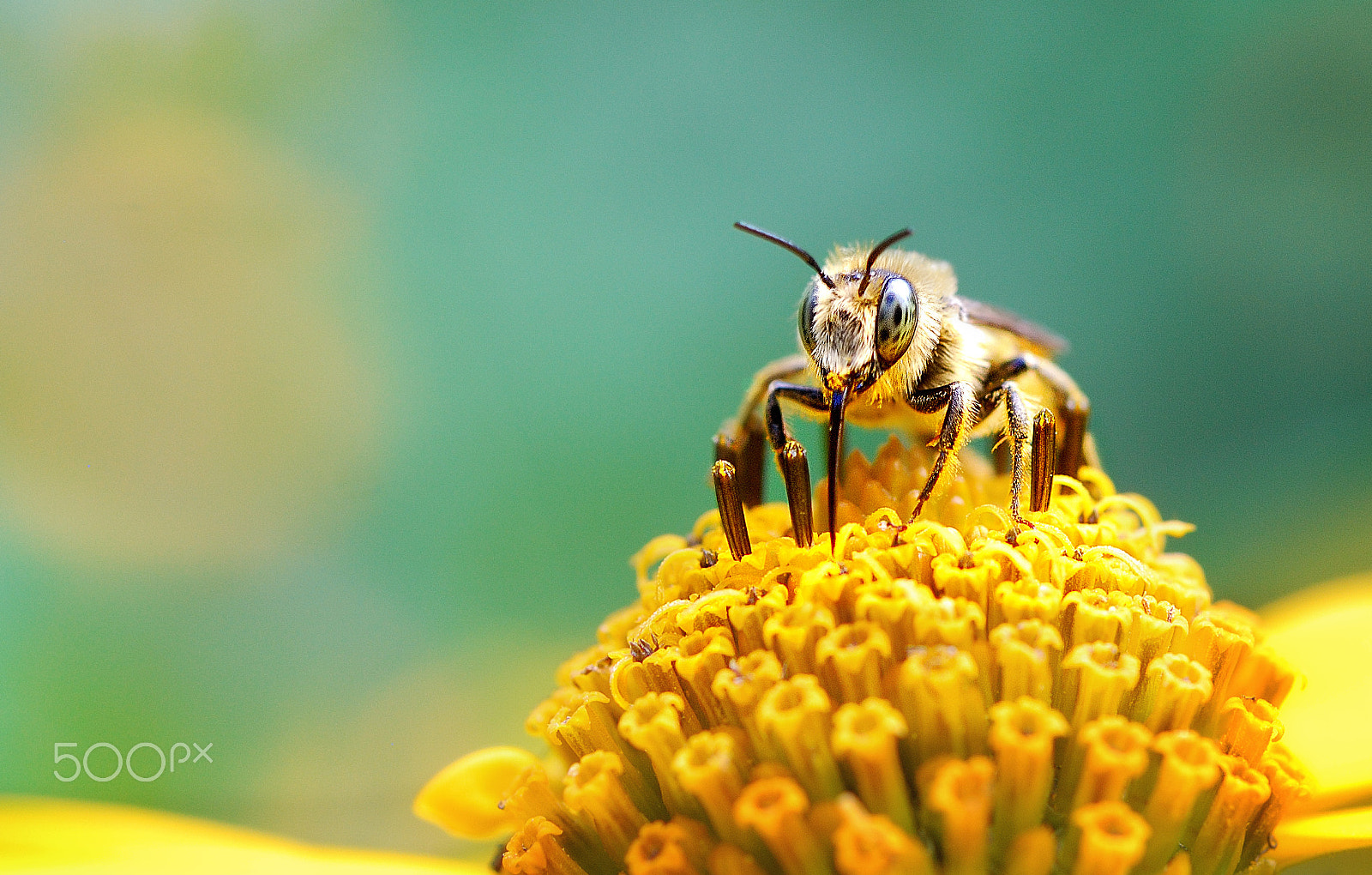 Nikon AF Micro-Nikkor 60mm F2.8D sample photo. B photography