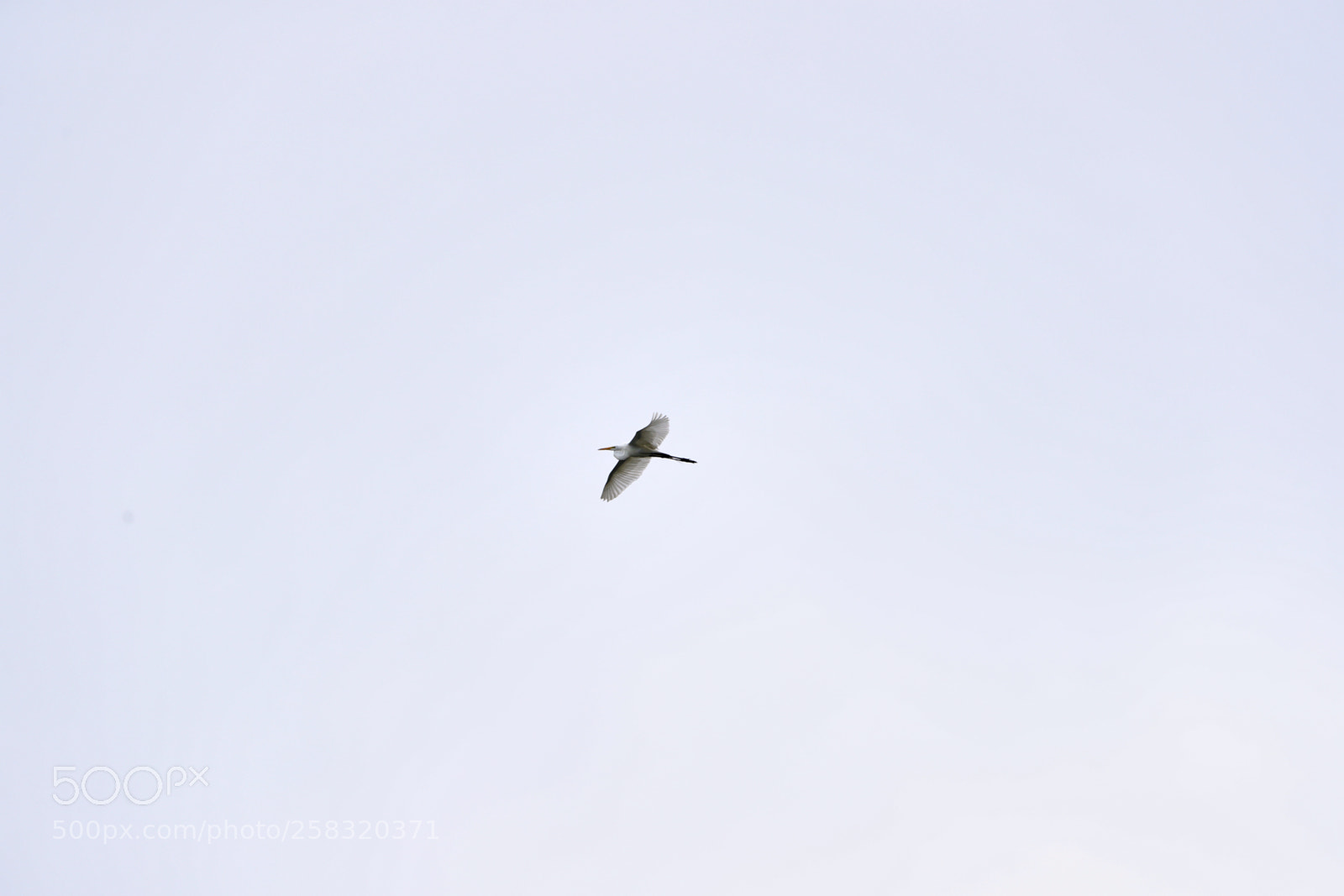 Canon EOS-1D X Mark II sample photo. 05-17-18-0018308.jpg photography