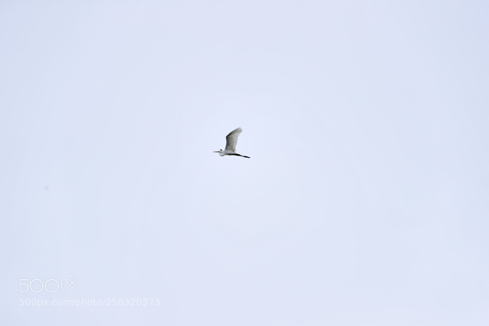 Canon EOS-1D X Mark II sample photo. 05-17-18-0018307.jpg photography
