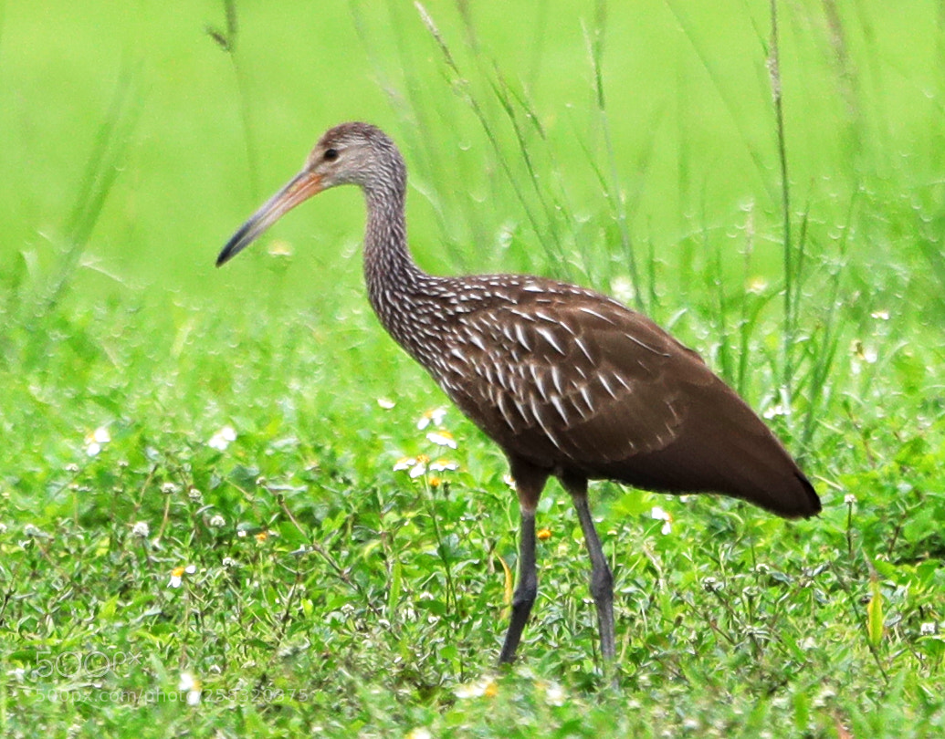 Canon EOS-1D X Mark II sample photo. 05-17-18-0018306.jpg photography