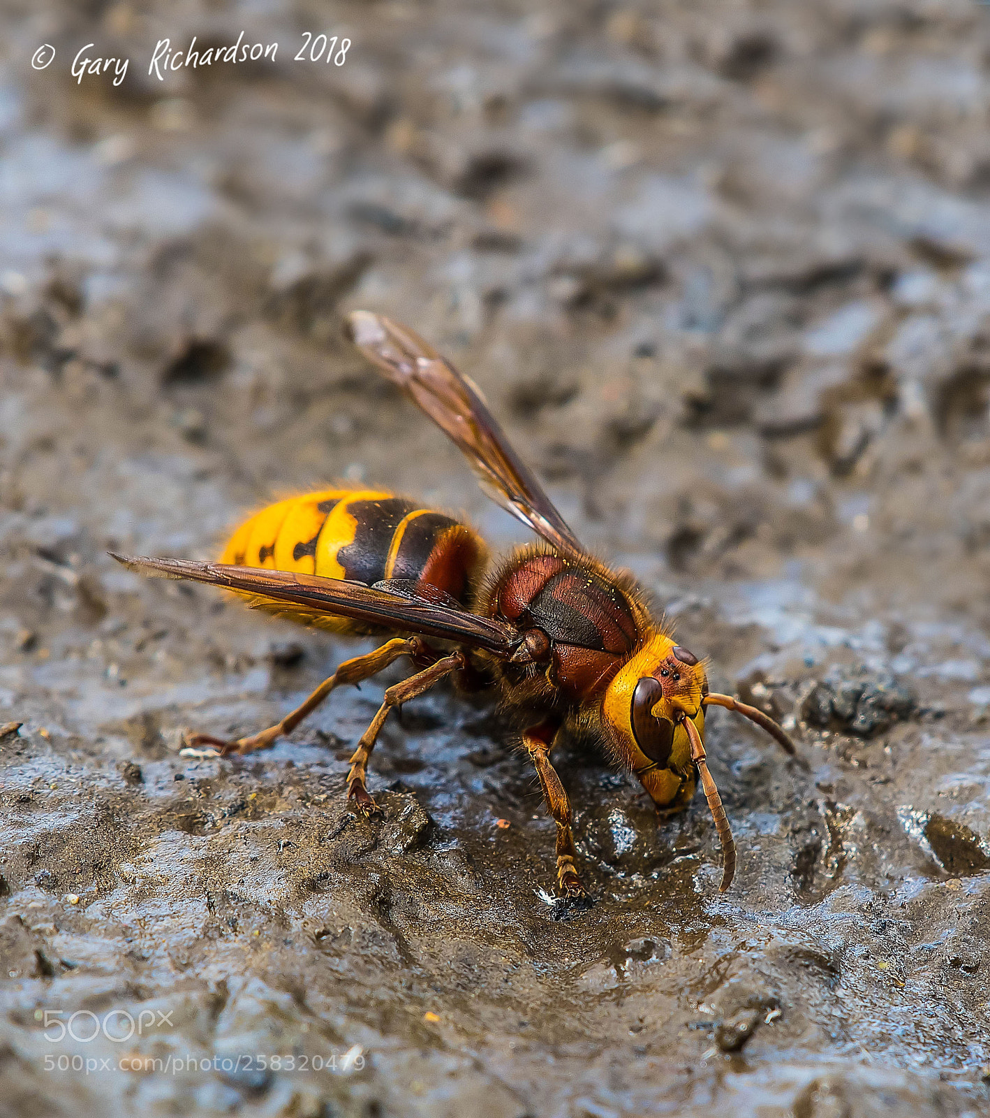 Nikon D500 sample photo. Hornet photography