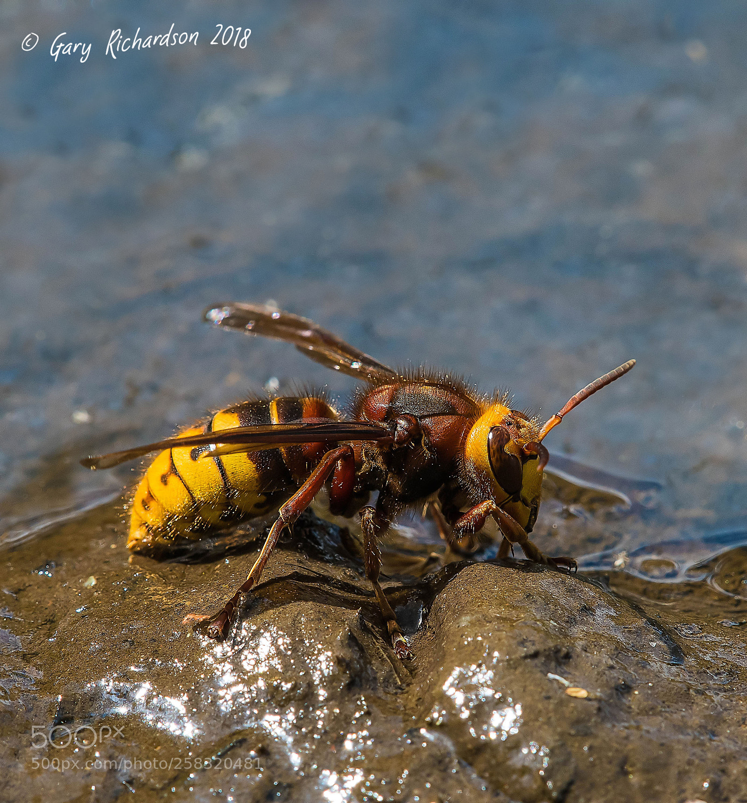 Nikon D500 sample photo. Hornet photography