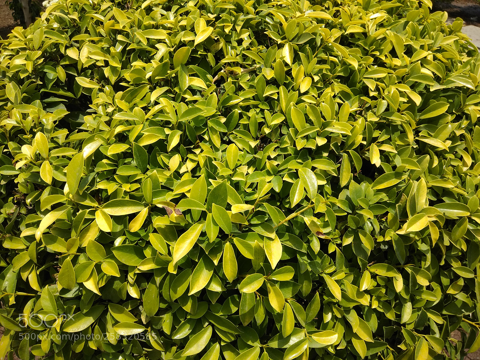 Xiaomi Redmi Note 4 sample photo. Untitled photography