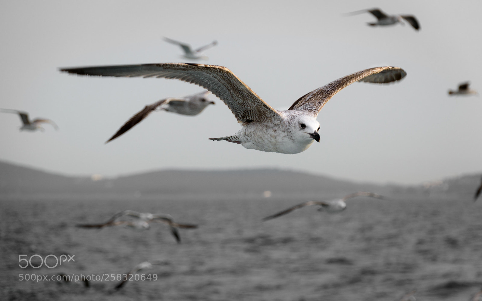 Nikon D5500 sample photo. The art of flight photography