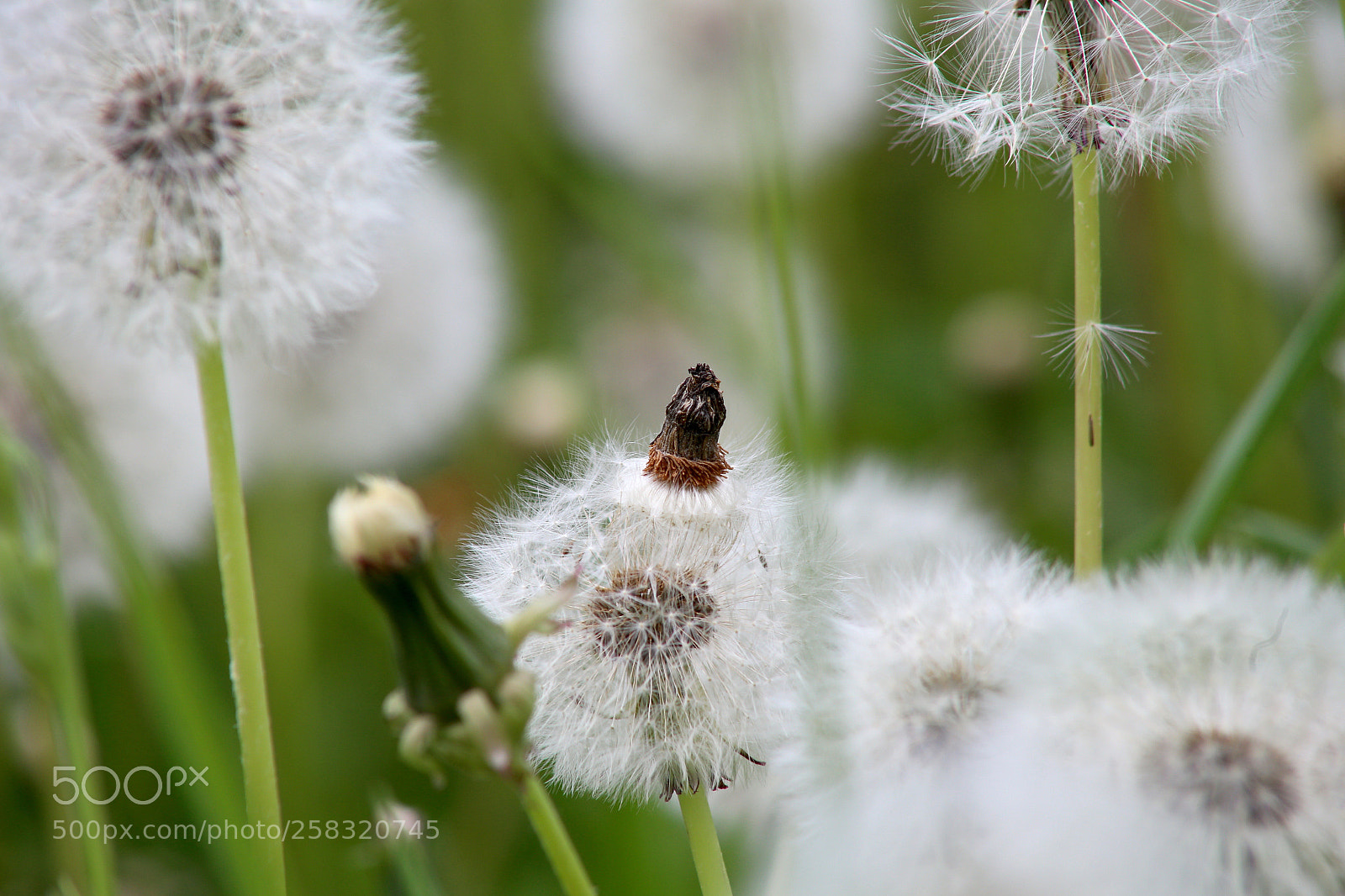 Canon EOS 6D sample photo. Karower teiche photography