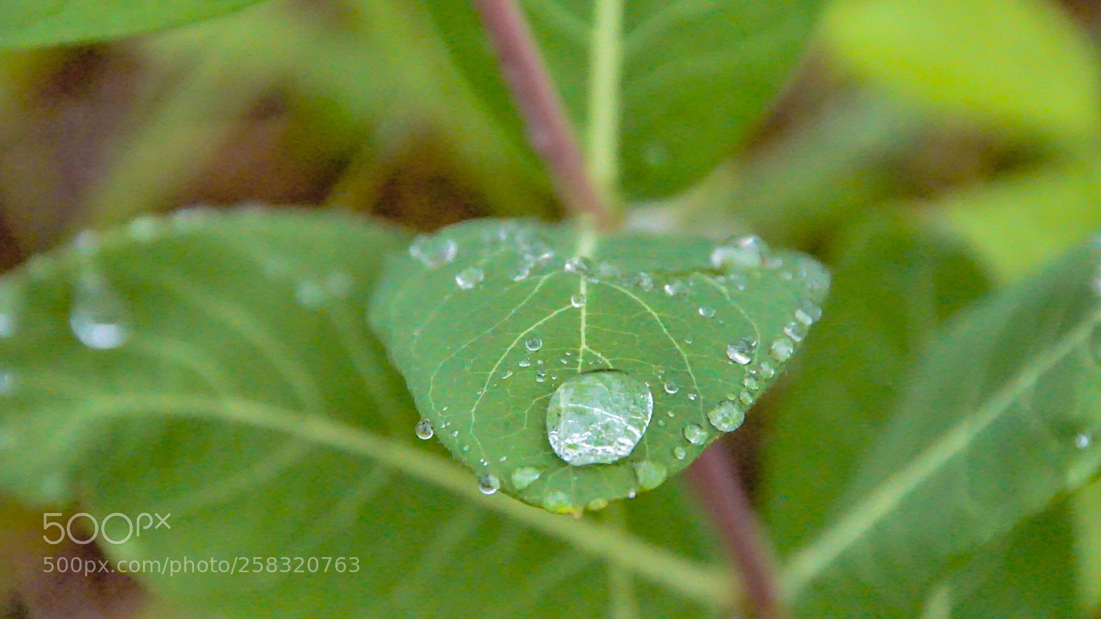 Sony a6000 sample photo. Drops on a leaf photography