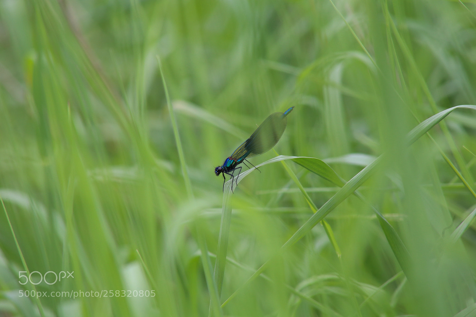 Canon EOS 6D sample photo. Karower teiche photography