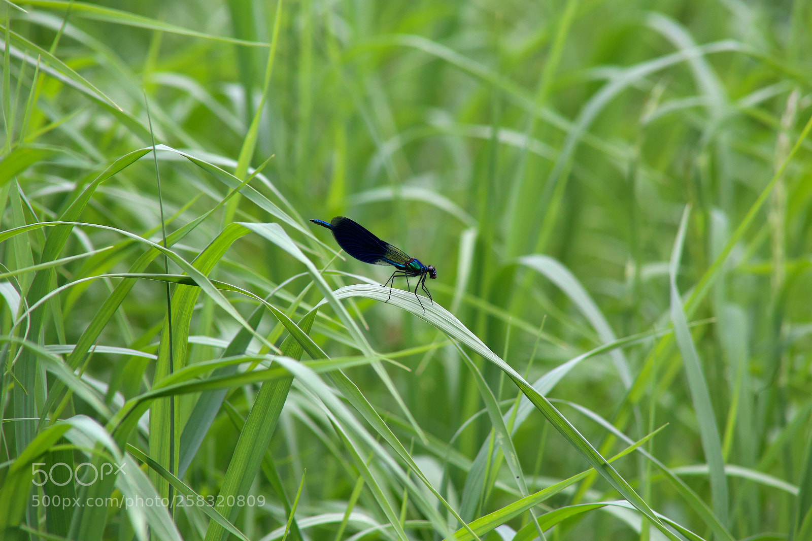 Canon EOS 6D sample photo. Karower teiche photography