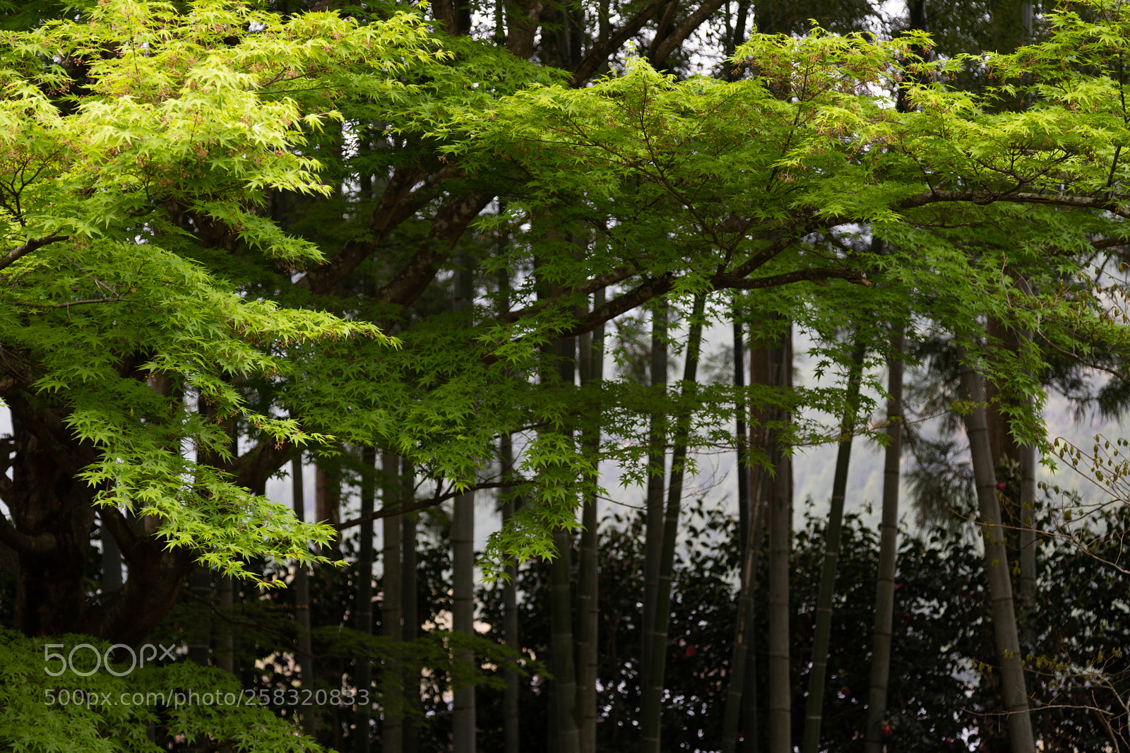 Canon EOS 6D Mark II sample photo. 宝泉院の竹林と楓 photography