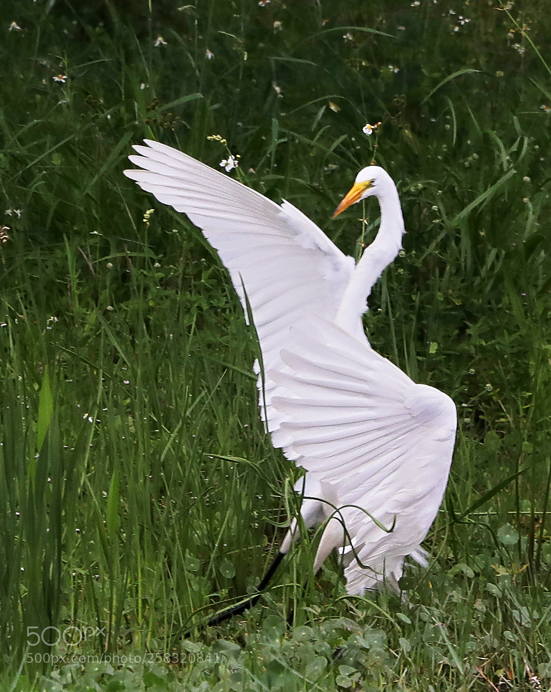 Canon EOS-1D X Mark II sample photo. 05-17-18-0018269.jpg photography
