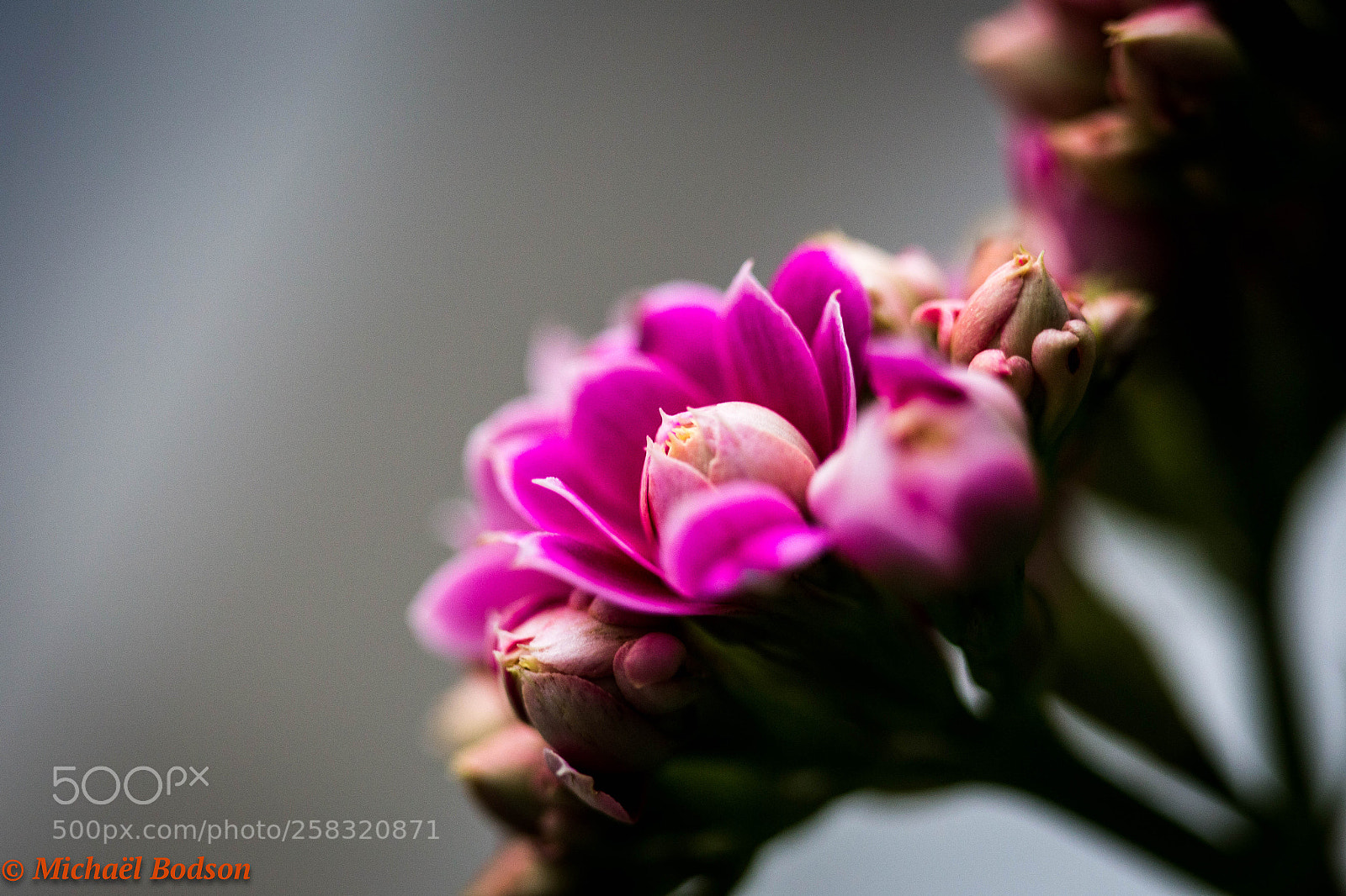 Canon EOS 6D sample photo. Flower photography