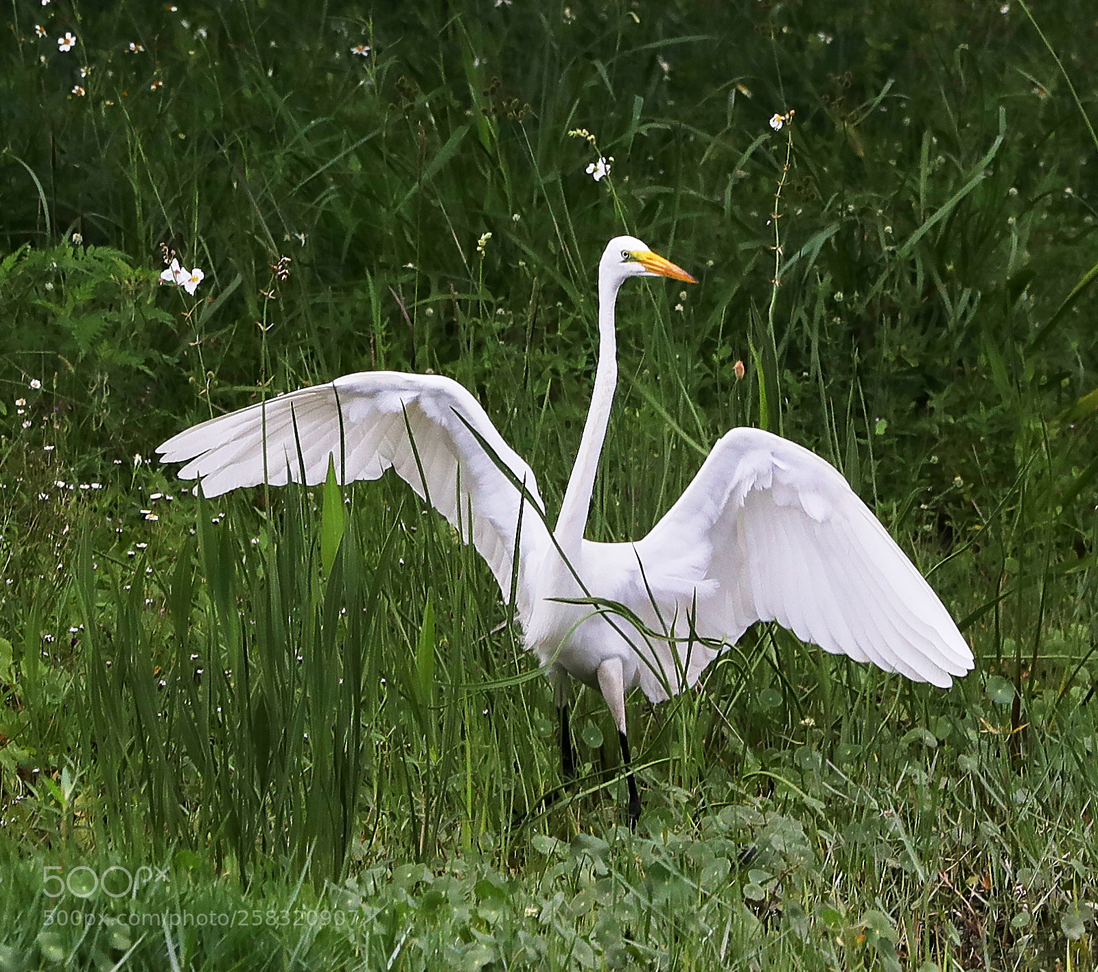 Canon EOS-1D X Mark II sample photo. 05-17-18-0018268.jpg photography