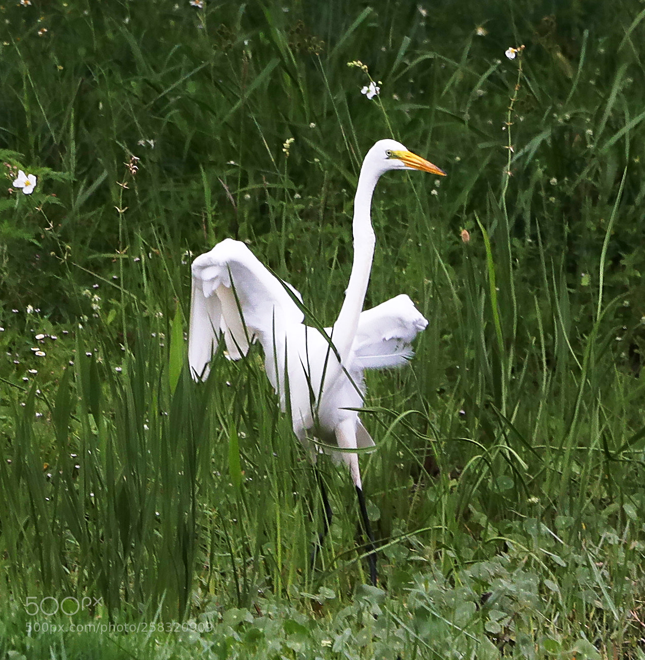 Canon EOS-1D X Mark II sample photo. 05-17-18-0018267.jpg photography
