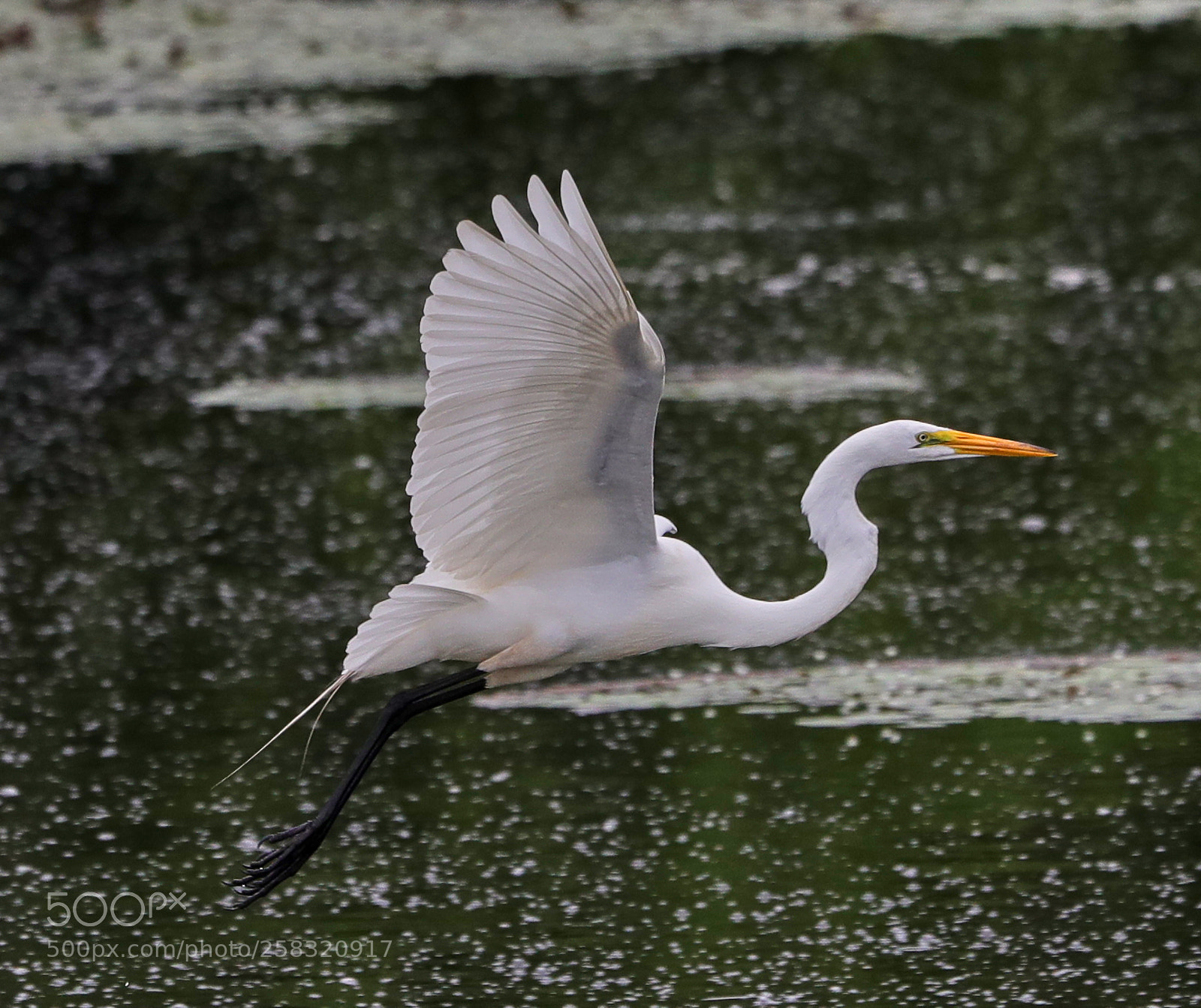 Canon EOS-1D X Mark II sample photo. 05-17-18-0018265.jpg photography