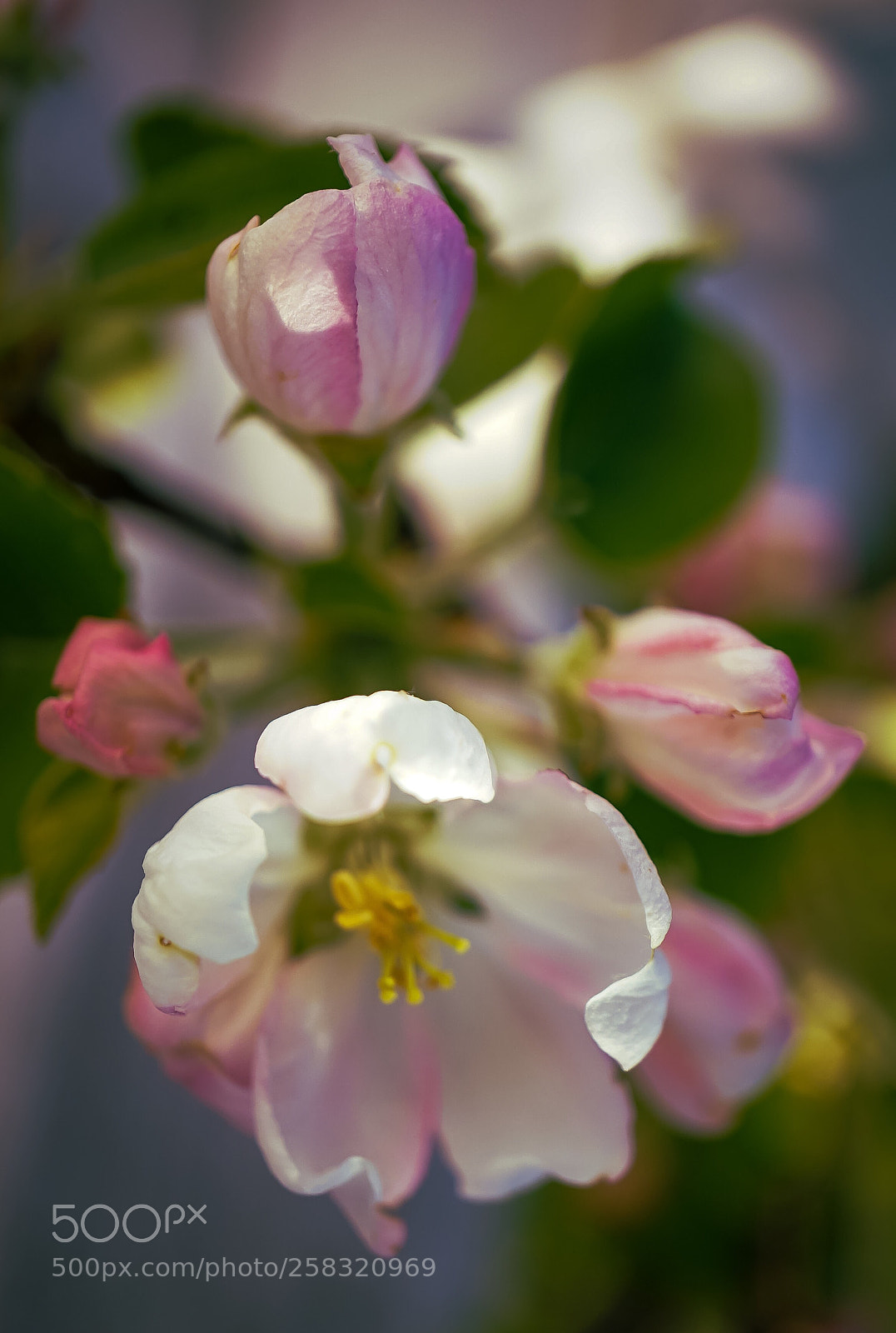 Sony a7 II sample photo. "apple blossom" photography