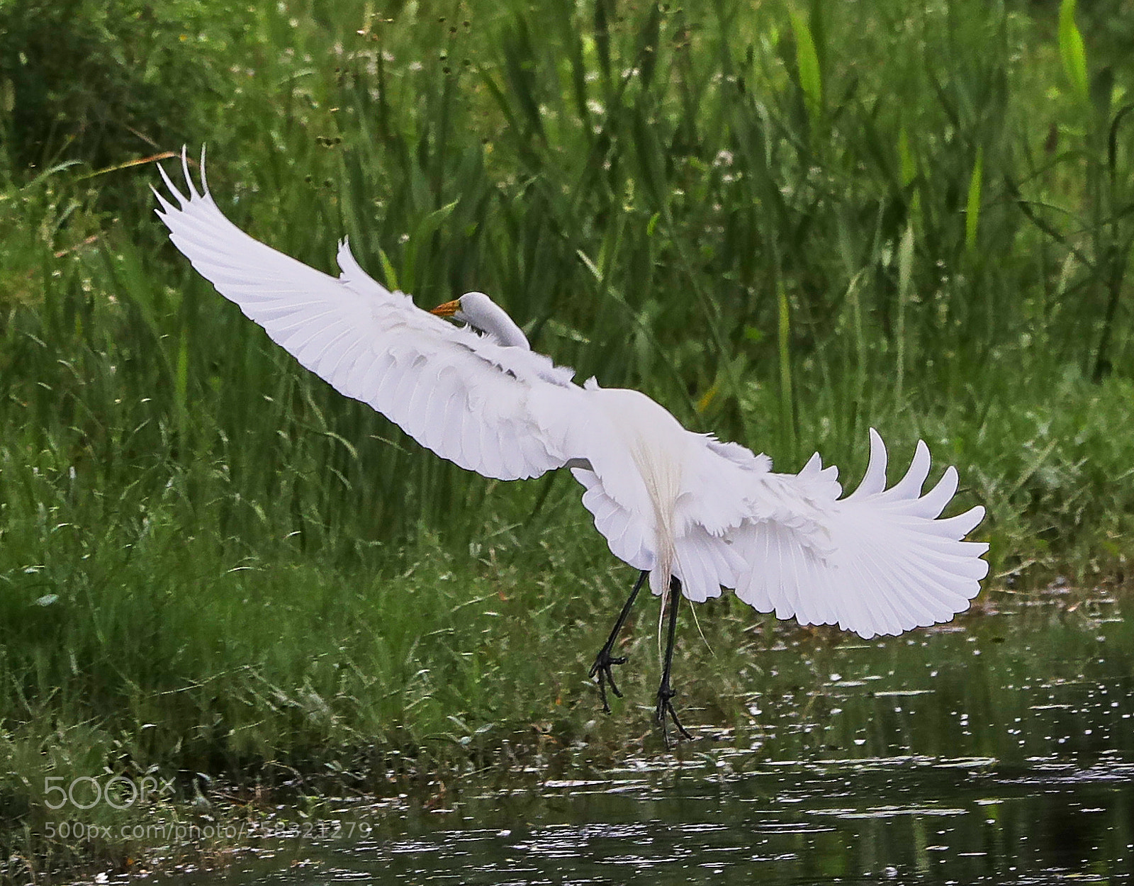 Canon EOS-1D X Mark II sample photo. 05-17-18-0018256.jpg photography