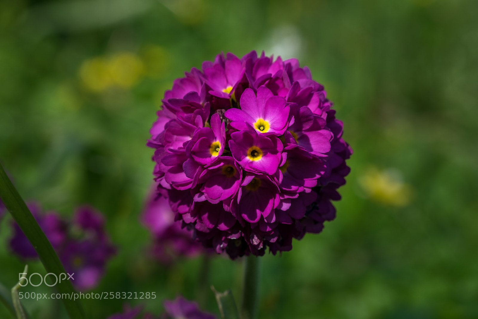 Fujifilm X-T1 sample photo. Terrakotta primel (primula bullesiana) photography