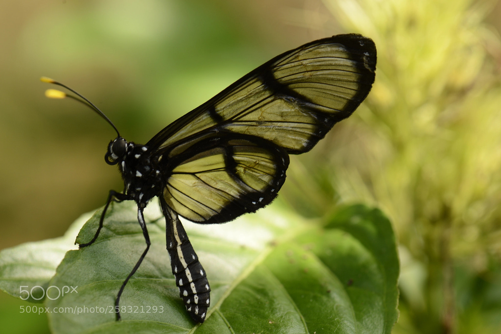 Nikon D800 sample photo. Buterfly photography