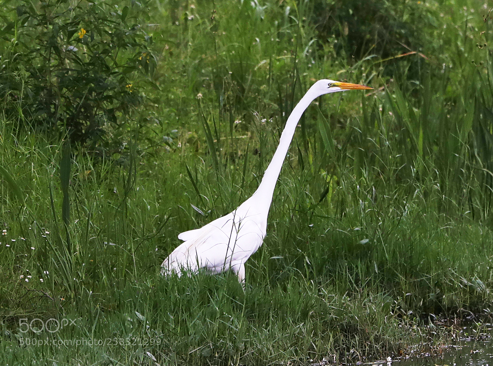 Canon EOS-1D X Mark II sample photo. 05-17-18-0018255.jpg photography