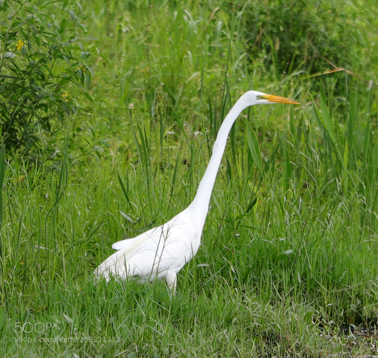Canon EOS-1D X Mark II sample photo. 05-17-18-0018254.jpg photography
