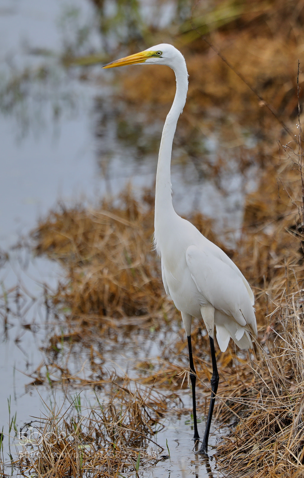 Canon EOS-1D X Mark II sample photo. 05-17-18-0018231.jpg photography