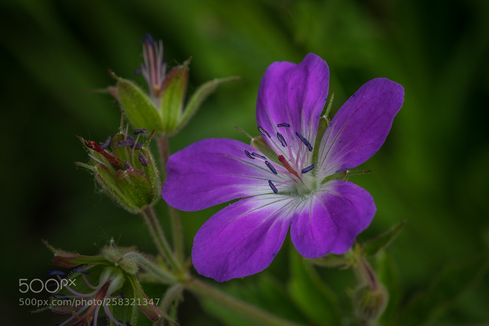 Fujifilm X-T1 sample photo. Himalaya storchschnabel geranium himalayense photography