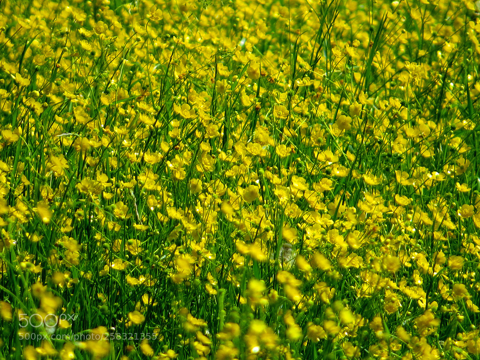 Canon PowerShot SX50 HS sample photo. Yellow prairies photography