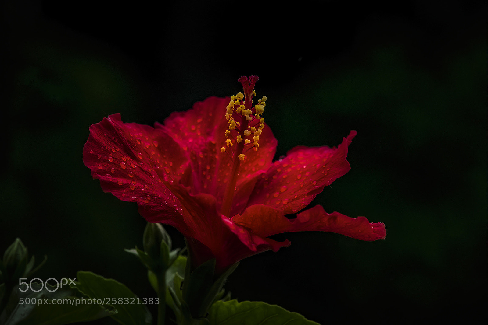 Nikon D810 sample photo. Rain-kissed photography