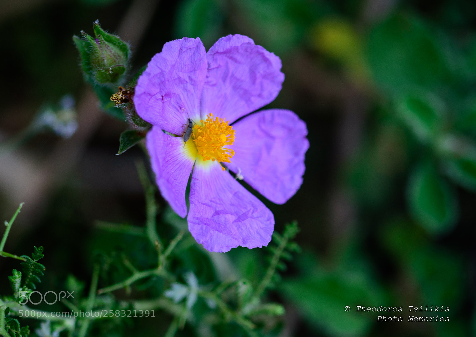 Nikon D7200 sample photo. Wildflower photography