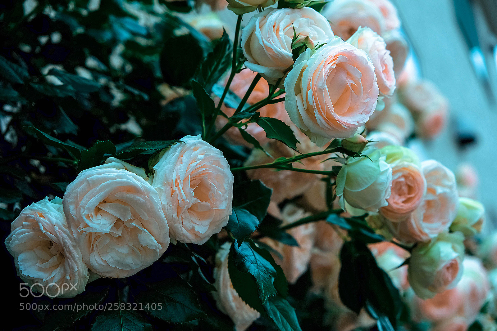 Fujifilm X-T2 sample photo. La vie en rose photography