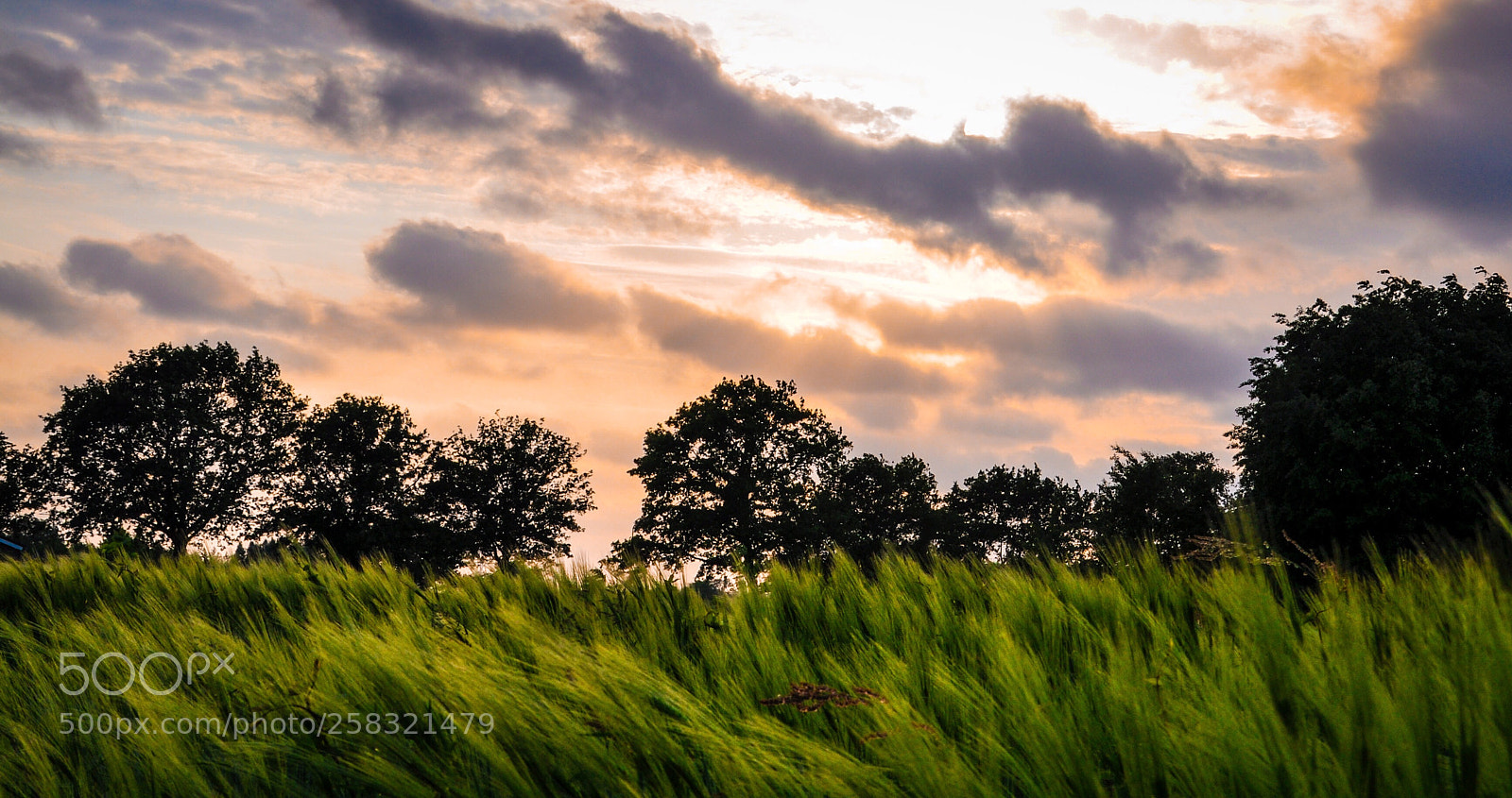 Nikon D5000 sample photo. Untitled photography