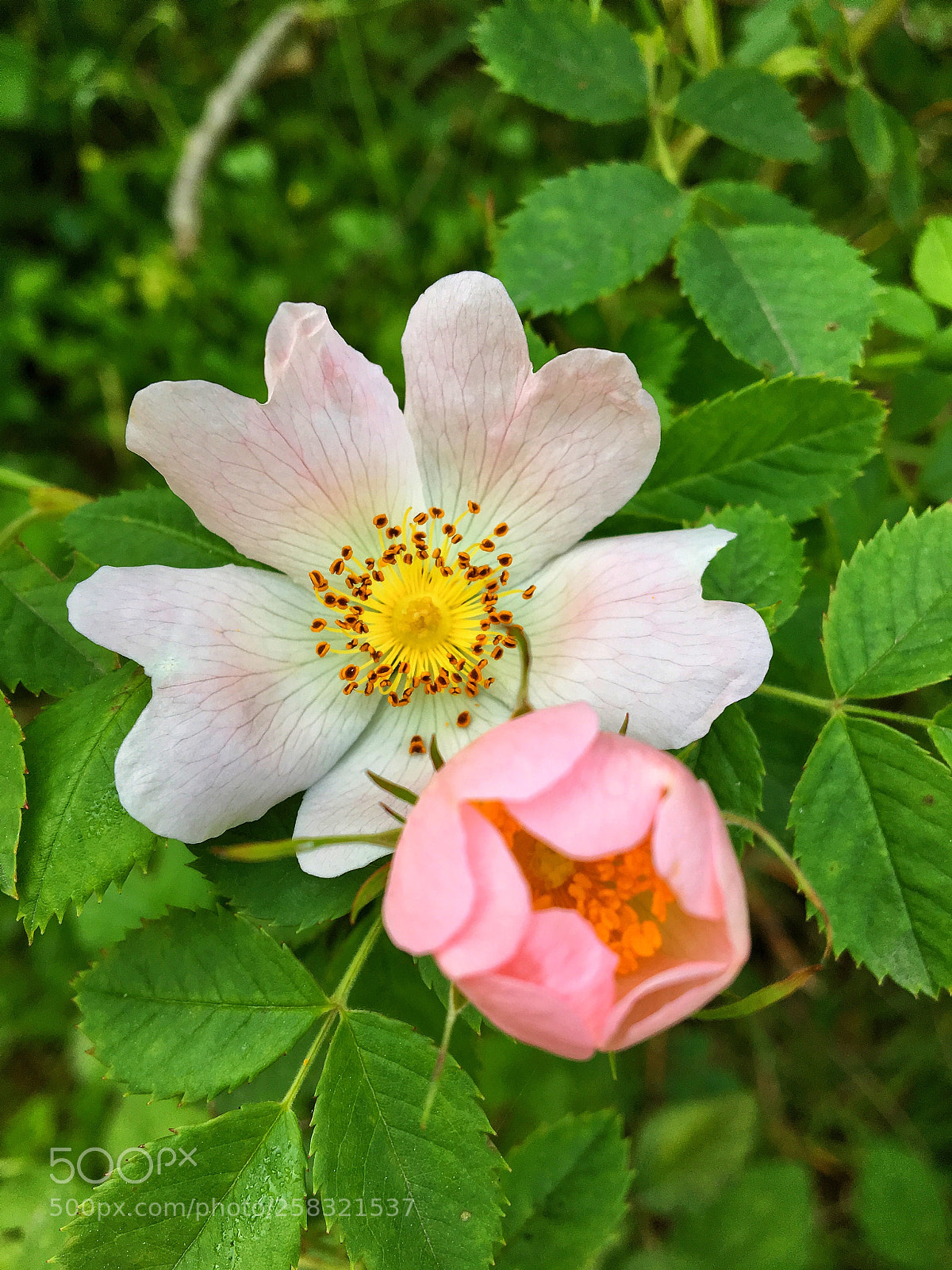 Apple iPhone 6s sample photo. Untitled photography