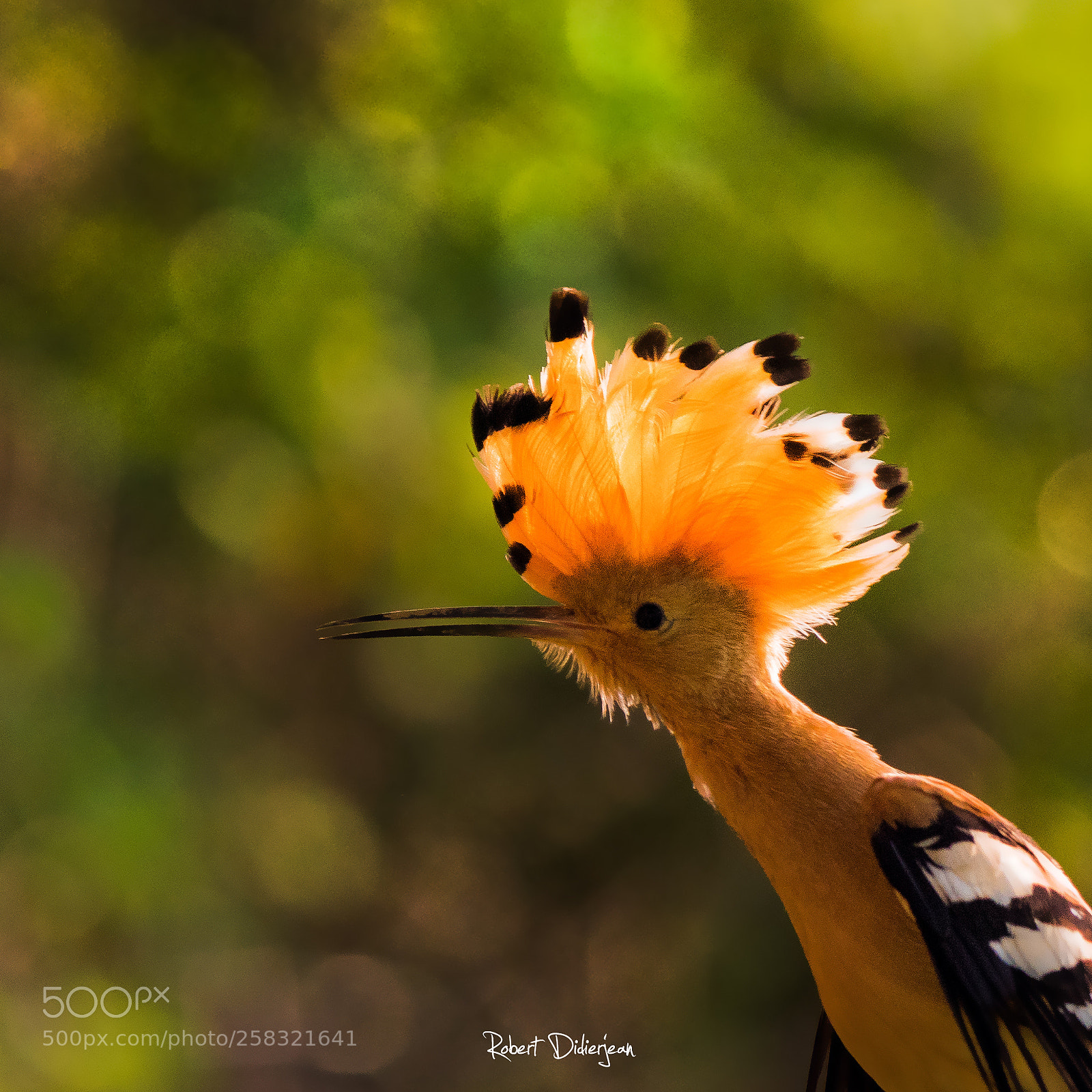 Nikon D810 sample photo. Portrait of hoopoe photography
