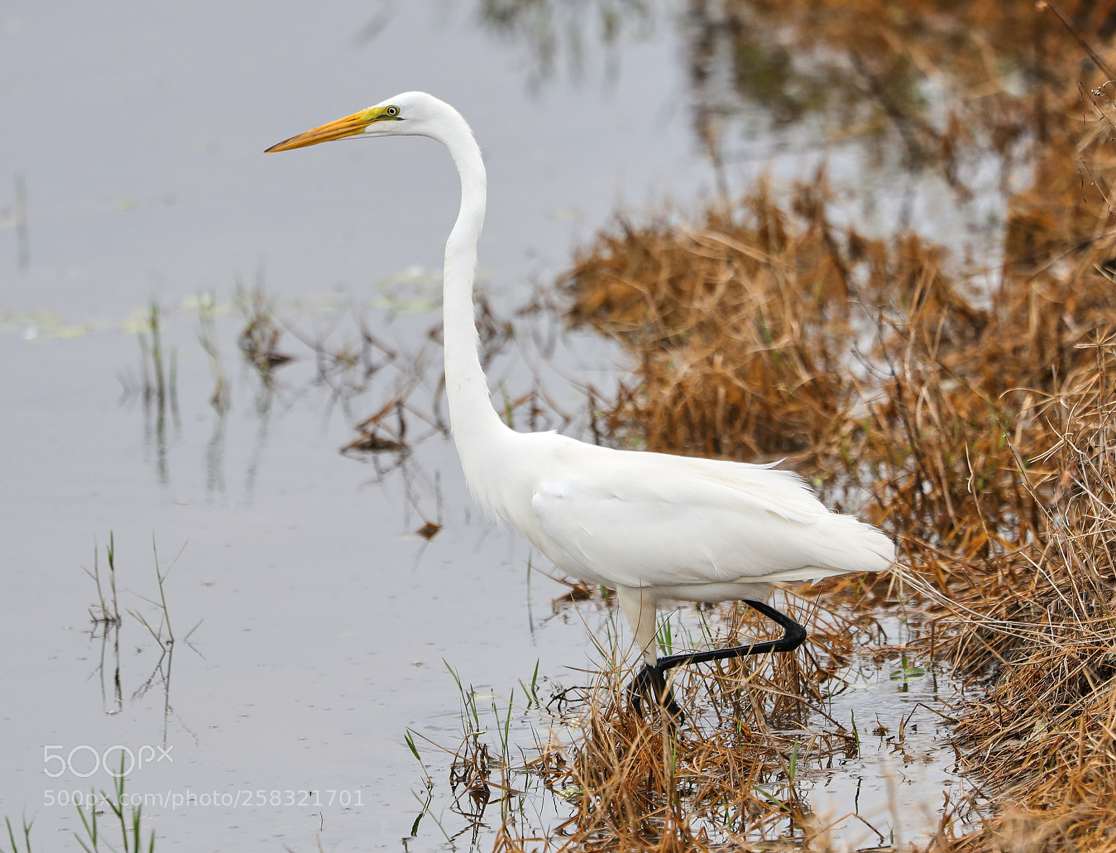 Canon EOS-1D X Mark II sample photo. 05-17-18-0018228.jpg photography