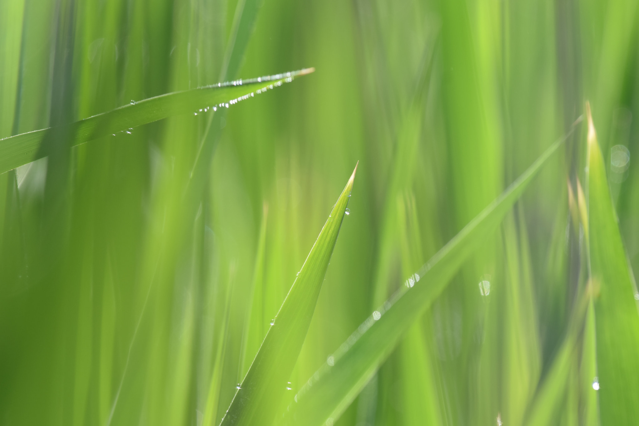 Nikon AF-S Nikkor 300mm F4D ED-IF sample photo. Morning dew. photography